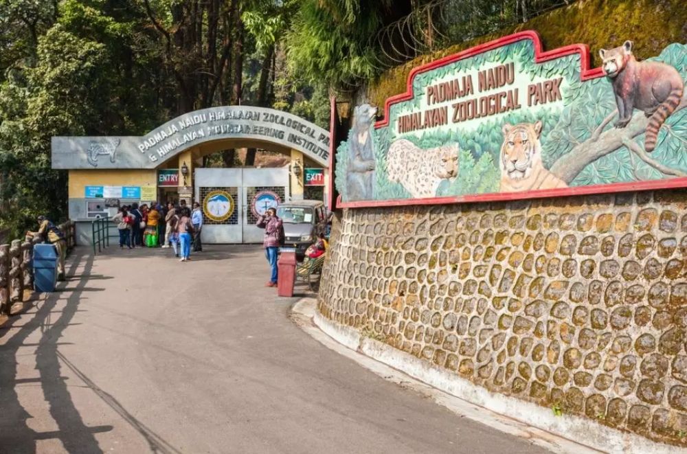 Padmaja Naidu Himalayan Zoological Park – Home of the Red Panda