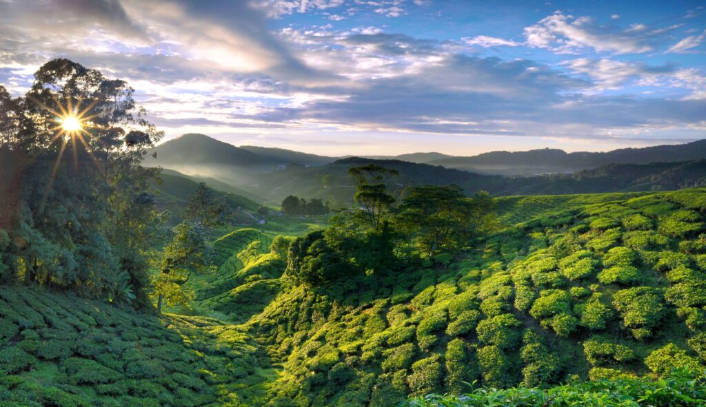 Tea Gardens – The Heart of Darjeeling